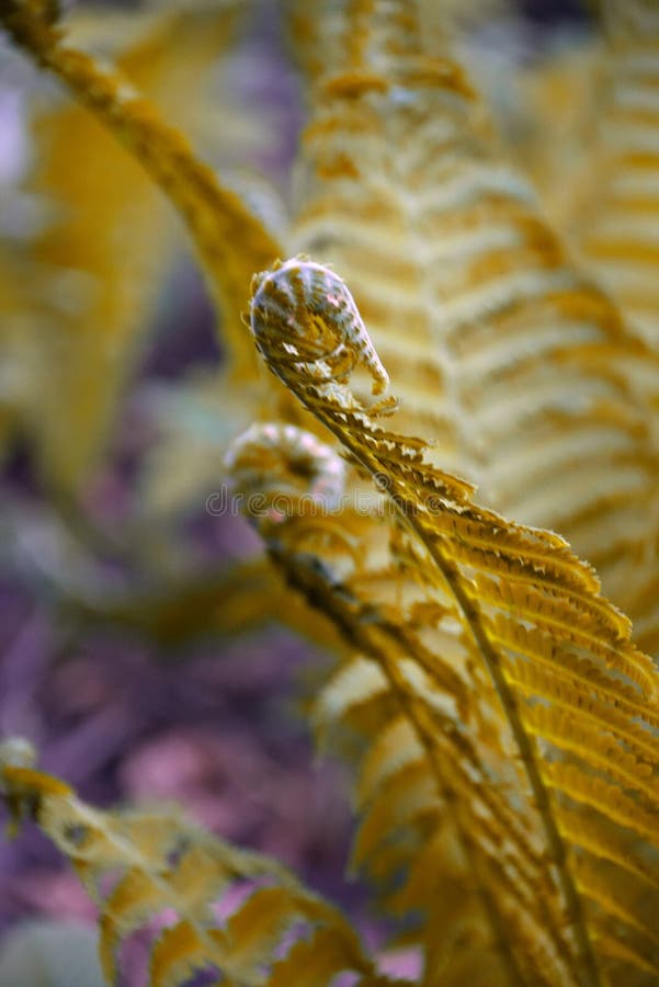 Yellow Fern Leaves. Closeup of Yellow Fern Leaves Stock Photo Image of color, leaves 128773614