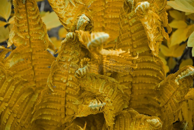 Yellow Fern Leaves. Closeup of Yellow Fern Leaves Stock Image Image of beautiful, botany