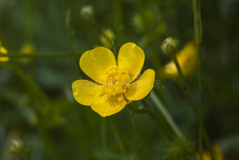 Bee and Field Flower. Nature of Ukraine Stock Photo Image of mood
