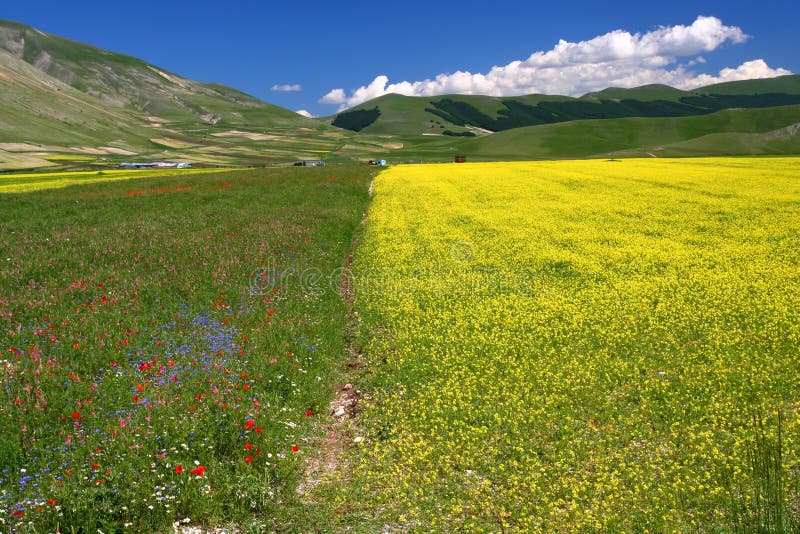 Yellow field Landscape