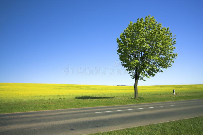 Yellow field and lonely tree 2