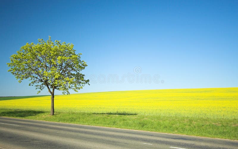 Yellow field and lonely tree