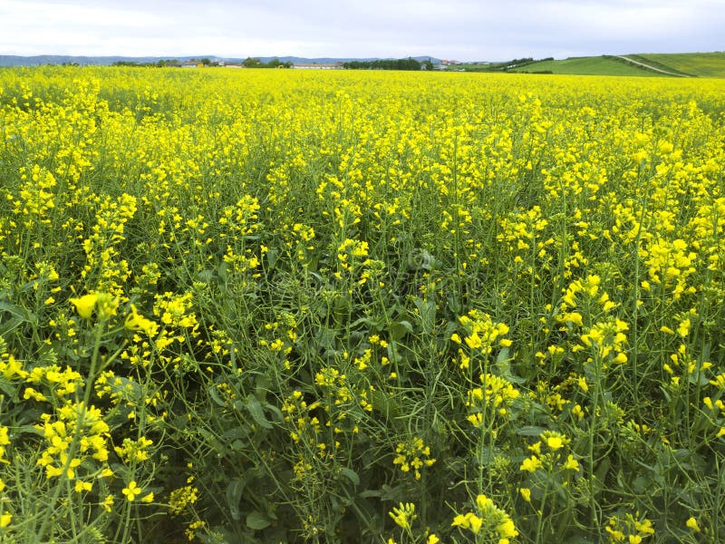 Yellow Field Of Plant, Used For Making Canola Oil Stock
