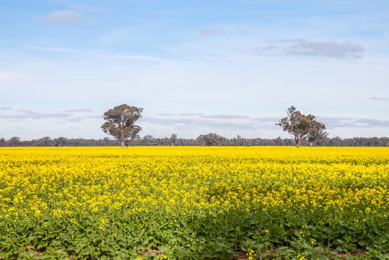 The yellow field stock image. Image of blue, ground, yellow 49440529