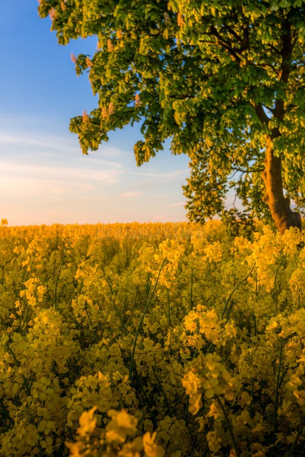 Yellow Field With A Tree At Golden Sunset