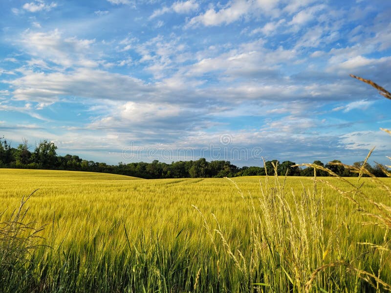 In the yellow fields stock image. Image of fields, rapeseed 253362529