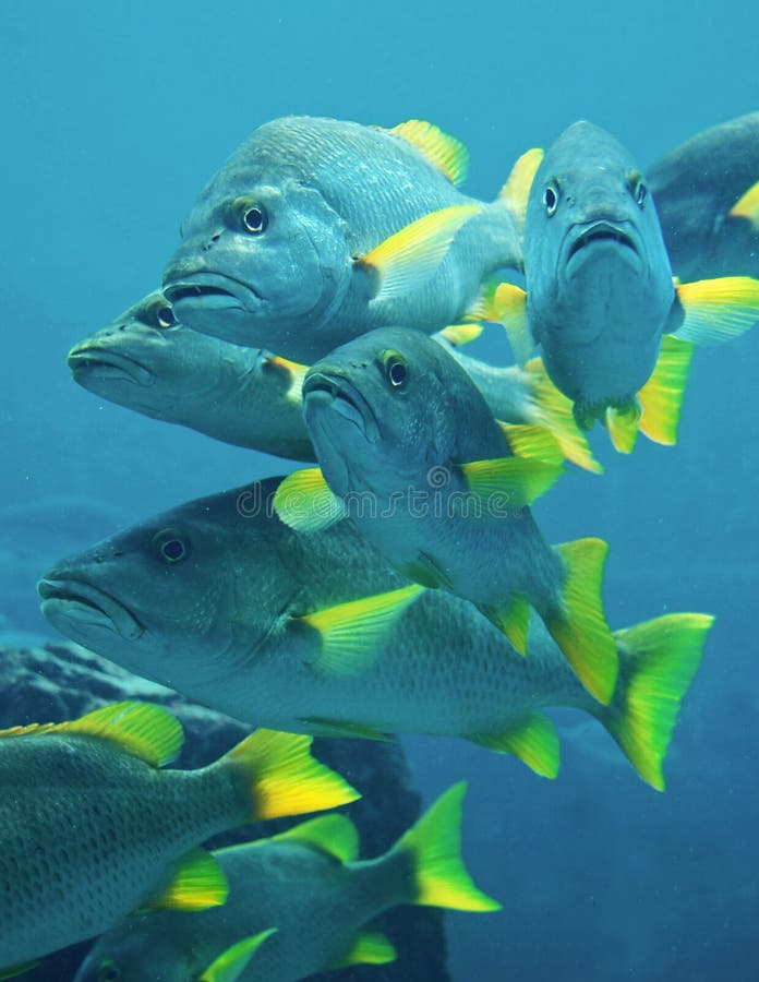 Yellow Fin Blue Fish stock image. Image of ocean, life - 17719155