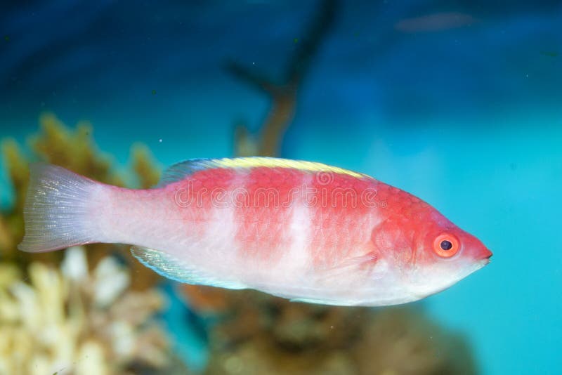 Yellow Fin Fairy Wrasse