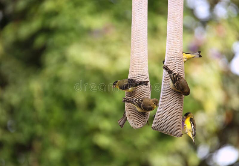 Yellow Finches Eating Outdoors From a Hanging Seed