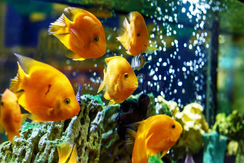 Yellow Fish in the Aquarium Stock Image Image of ocean, closeup 114872449