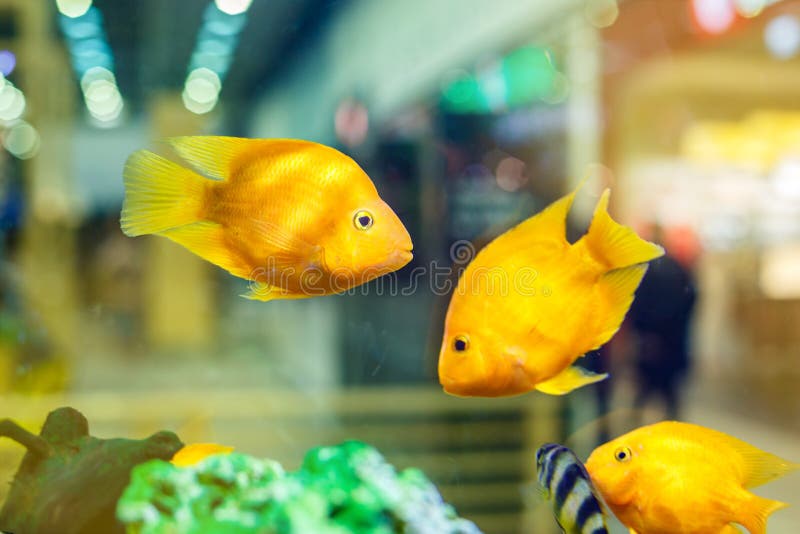 Yellow Fish in the Aquarium Stock Photo - Image of life, fish: 114872556