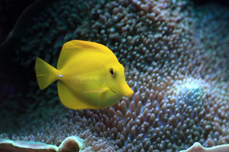 Yellow Fish in the Aquarium Stock Image - Image of swimming, deep: 15389705