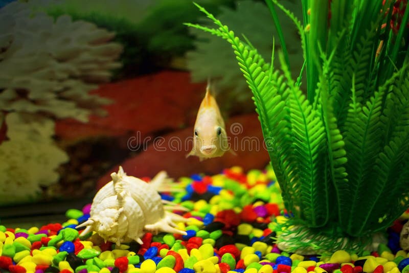Yellow fish in aquarium. stock image. Image of scale - 134564555