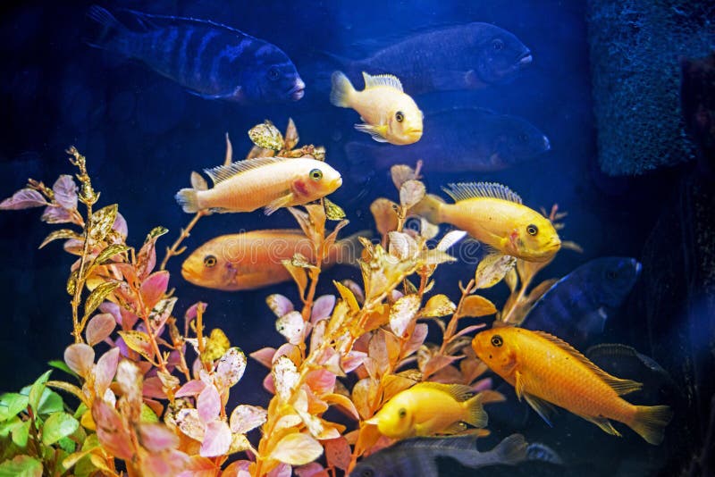 Yellow Fish Danio Glofish Swim in an Aquarium between Yellow Algae