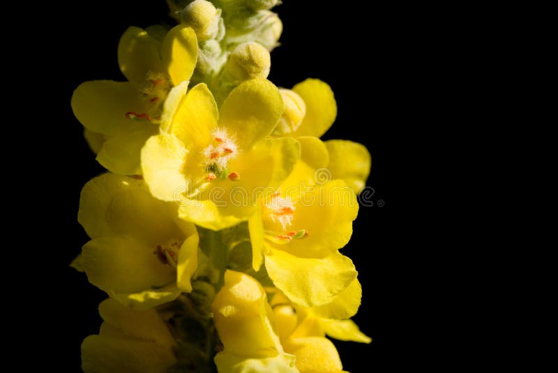 Yellow flower