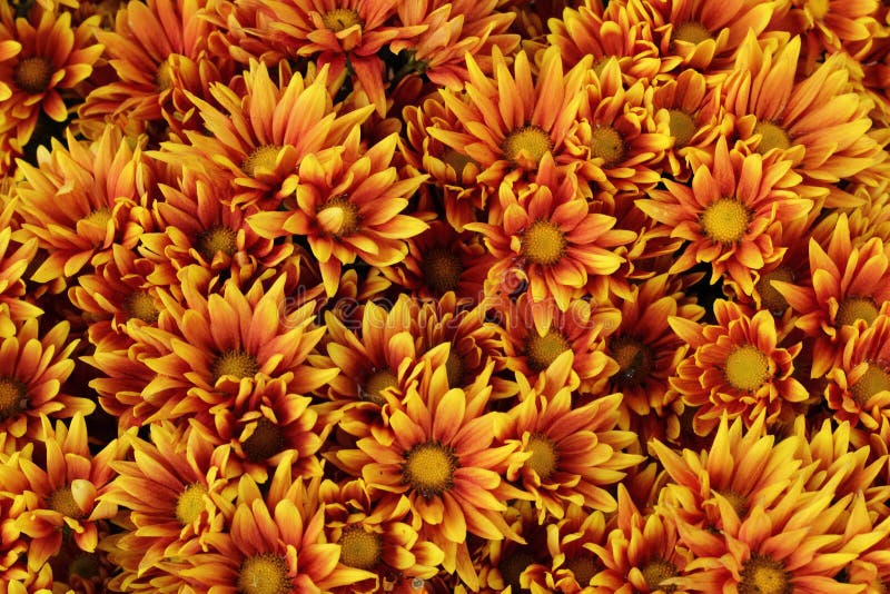 Yellow Flower royalty free stock photos