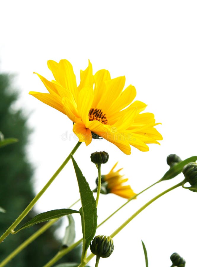 Yellow flower stock image. Image of daisy, calendula, wildflower 3072529