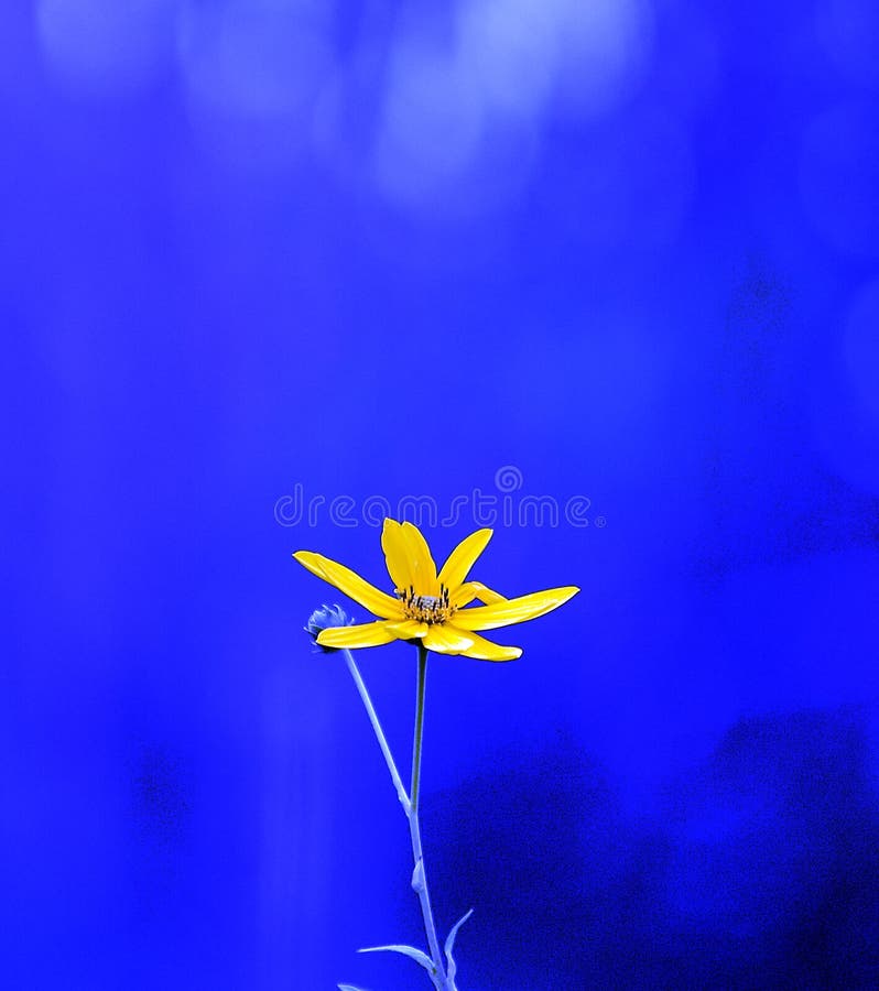 Yellow flower