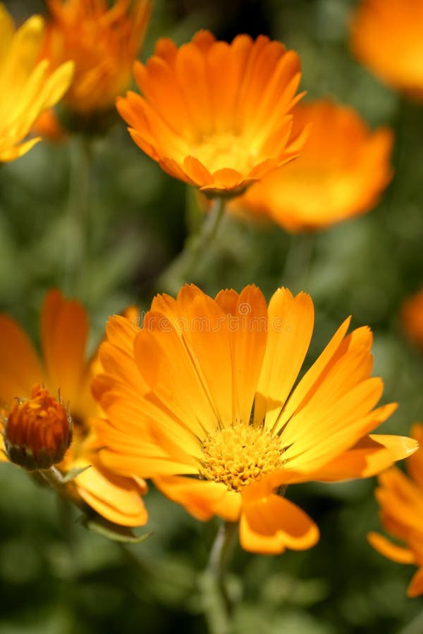 Chinese Globeflower Flower stock photo. Image of high 17152036