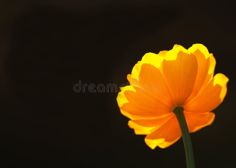 Yellow flower 6 royalty free stock images