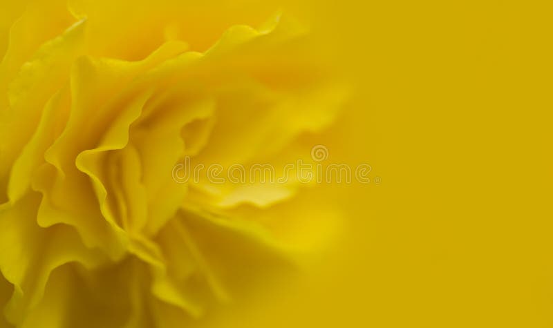 Yellow flower royalty free stock image