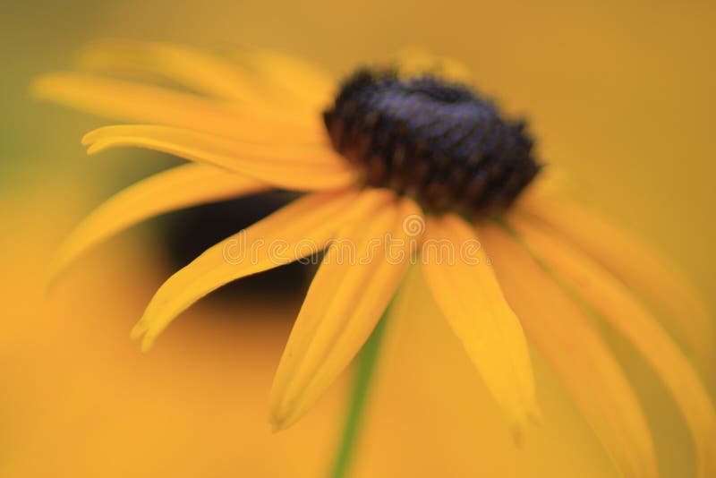 The Yellow Flower Abstract In The Gardens Stock Photo Image Of