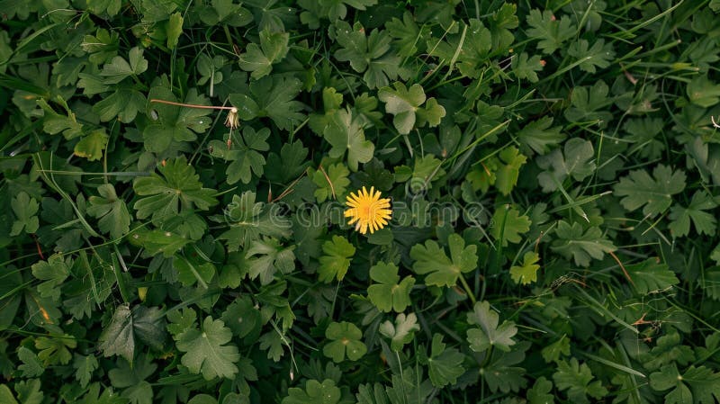 Bright yellow flower standing out in a lush field of vibrant green grass AI generated. Bright yellow flower standing out in a lush field of vibrant green grass AI generated