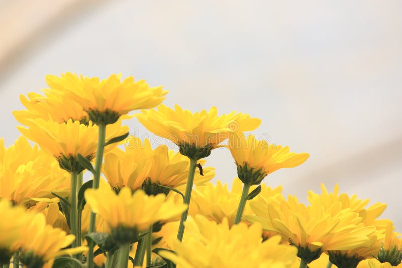 Yellow flower background stock image. Image of beauty 15907995