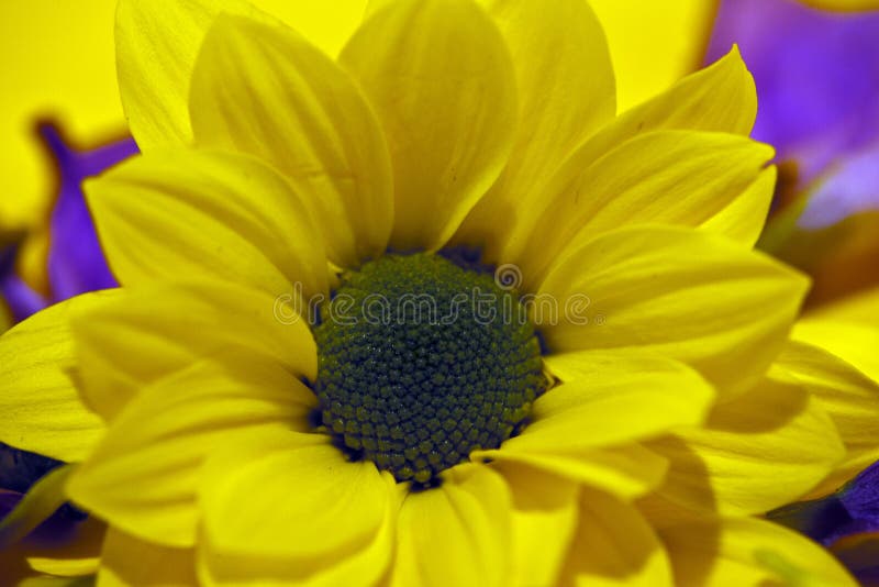 Yellow Flower on a Yellow Background. Stock Image Image of flower
