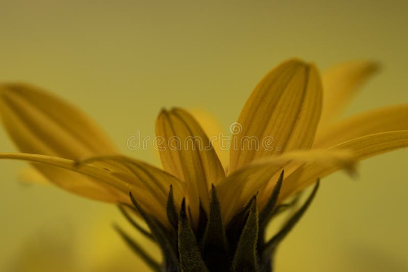 Yellow Flower on a Yellow Background Macro Photography. Stock Image