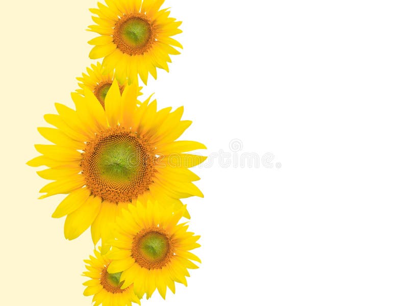 Yellow flower background, suitable for seasonal (summer or spring) designs, plenty of empty / copyspace for text. Yellow flower background, suitable for seasonal (summer or spring) designs, plenty of empty / copyspace for text