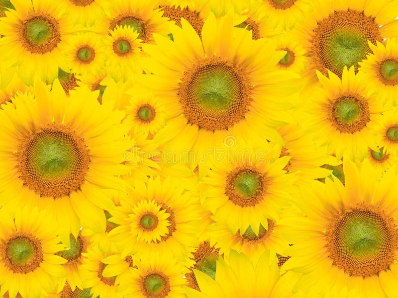 Yellow flower background, suitable for seasonal (summer or spring) designs, plenty of empty / copyspace for text. Yellow flower background, suitable for seasonal (summer or spring) designs, plenty of empty / copyspace for text