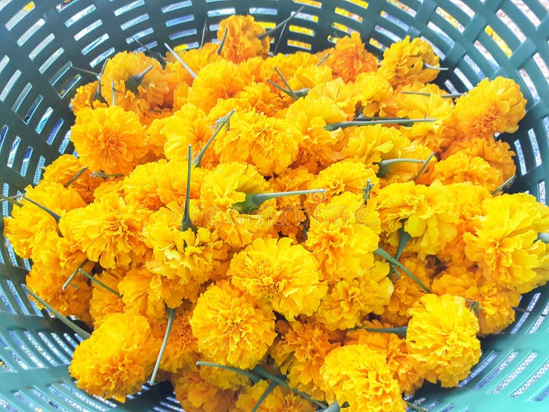 The Yellow Flower in the Basket Stock Photo Image of plant, flower