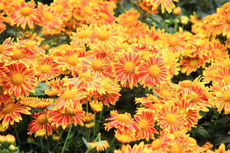 Yellow Flower bed stock image. Image of orange, nature 50361117