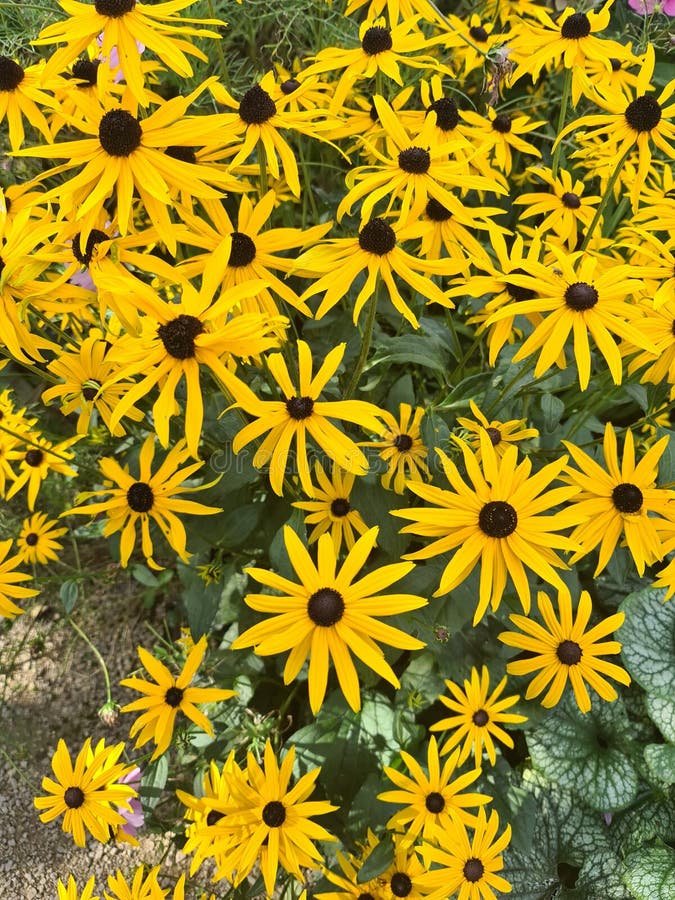 2,316 Bees Love Stock Photos Free & RoyaltyFree Stock Photos from