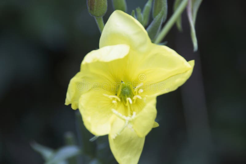 Yellow flower on black stock photo. Image of rose, fresh 240041356