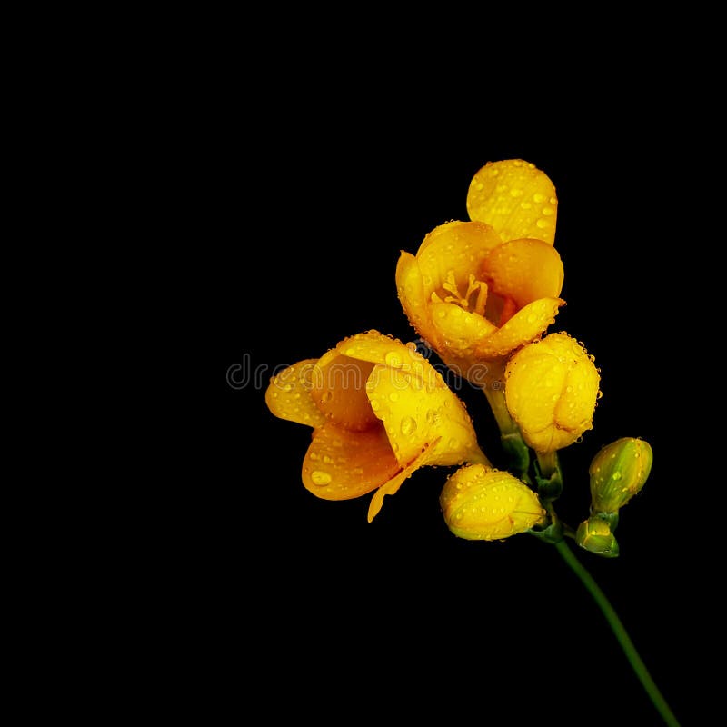 Yellow Flower On Black Background Stock Photo - Image of flowers ...