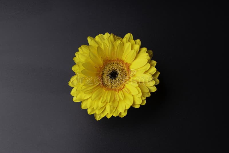 Yellow Flower on Black Background Stock Image Image of beautiful