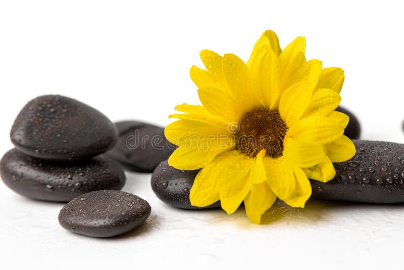 Yellow flower with black spa stones on white background