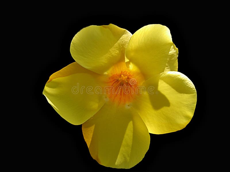 Yellow flower on black stock photo. Image of background 88199302