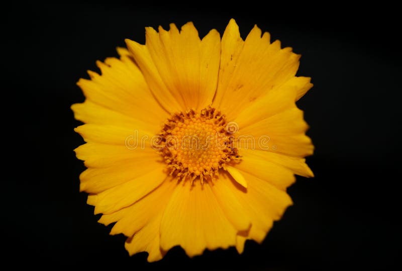 Yellow flower blossom close up botanical background helianthus giganteus family compositae high quality big size prints