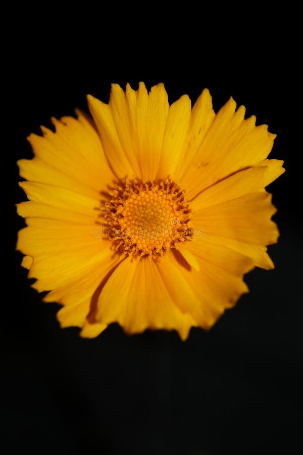 Yellow flower blossom close up botanical background helianthus giganteus family compositae high quality big size prints