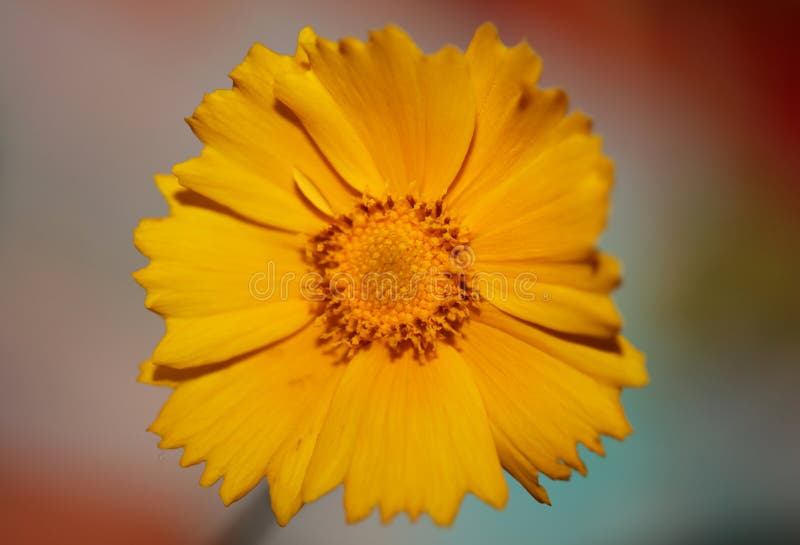 Yellow flower blossom close up botanical background helianthus giganteus family compositae high quality big size prints