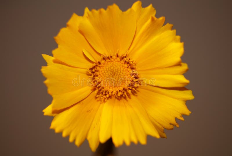 Yellow flower blossom close up botanical background helianthus giganteus family compositae high quality big size prints