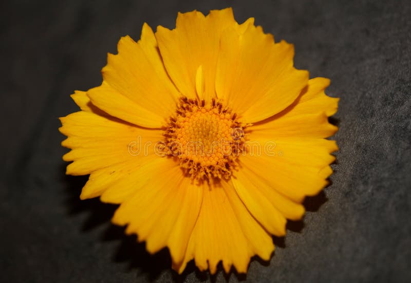 Yellow flower blossom close up botanical background helianthus giganteus family compositae high quality big size prints