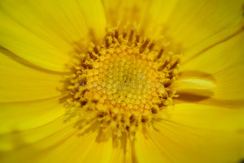 Yellow flower blossom close up botanical background helianthus giganteus family compositae high quality big size prints