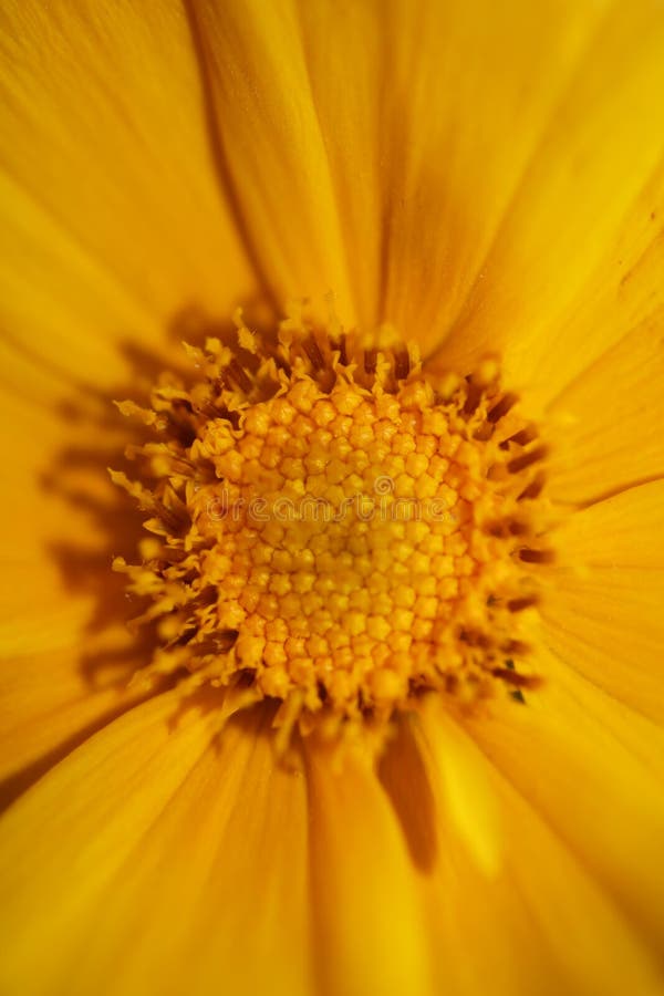 Yellow flower blossom close up botanical background helianthus giganteus family compositae high quality big size prints