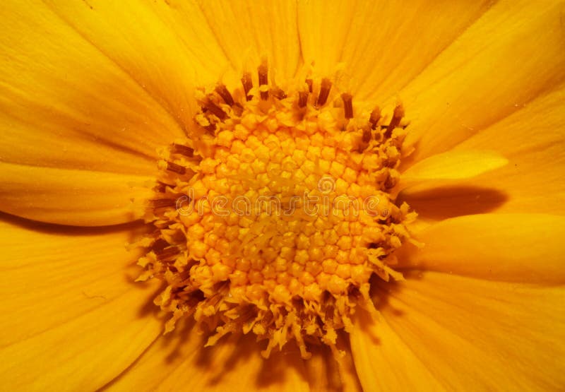 Yellow flower blossom close up botanical background helianthus giganteus family compositae high quality big size prints