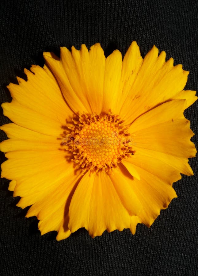 Yellow flower blossom close up botanical background helianthus giganteus family compositae high quality big size prints