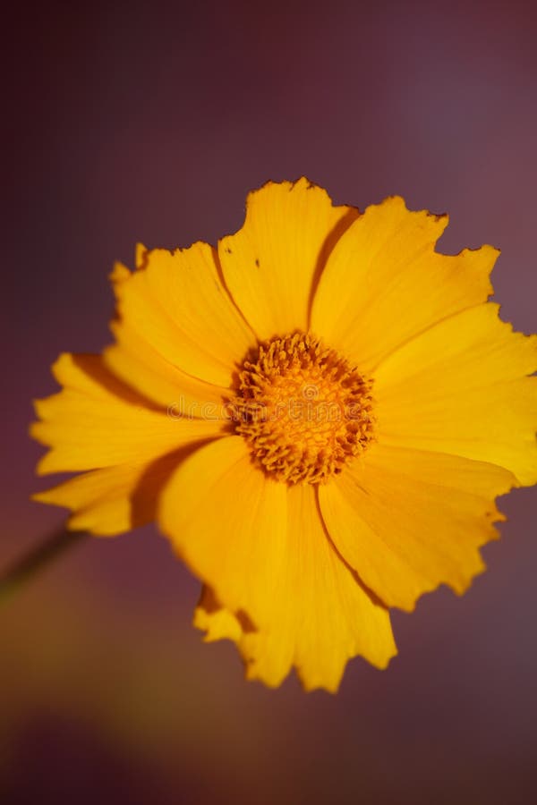 Yellow flower blossoming macro botanical background helianthus giganteus family compositae high quality big size prints